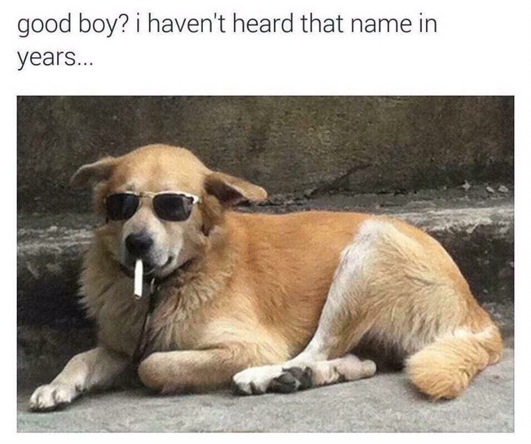 good boy? haven't heard that name in years... Я