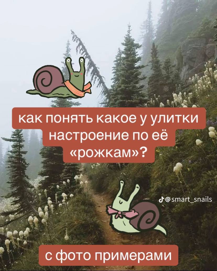 как понять какое у улитки настроение по её «рожкам»? bof @smart_snails с фото примерами