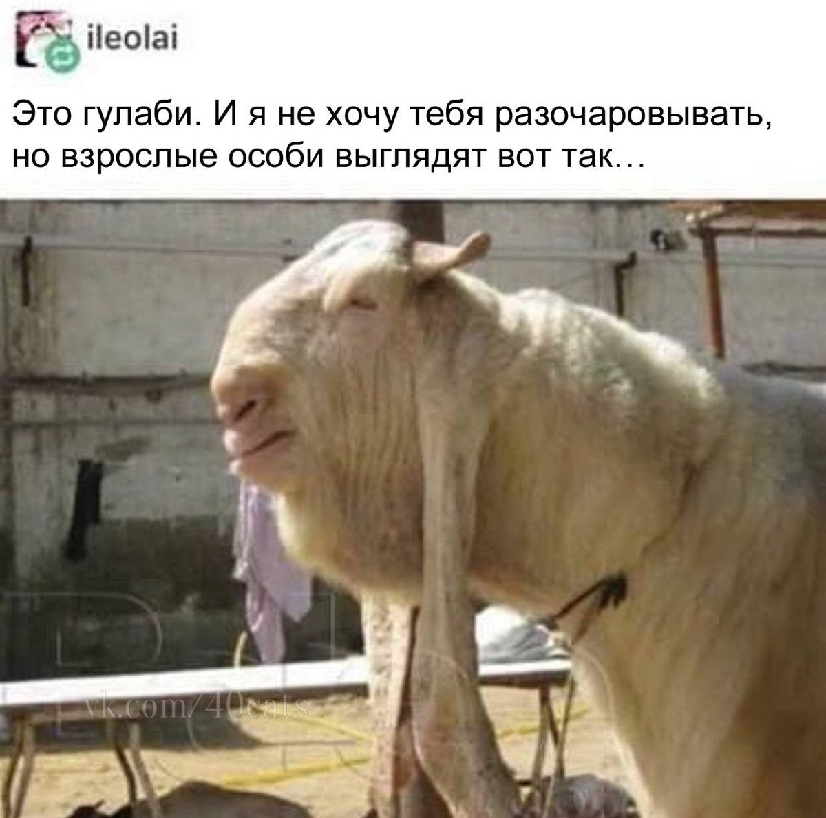 iteolai Это гулаби. И я не хочу тебя разочаровывать, но взрослые особи выглядят вот так... К