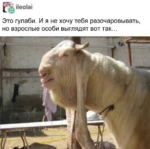 iteolai Это гулаби. И я не хочу тебя разочаровывать, но взрослые особи выглядят вот так... К