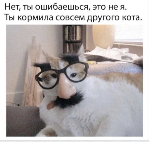 Нет, ты ошибаешься, это нея. Ты кормила совсем другого кота. С 3