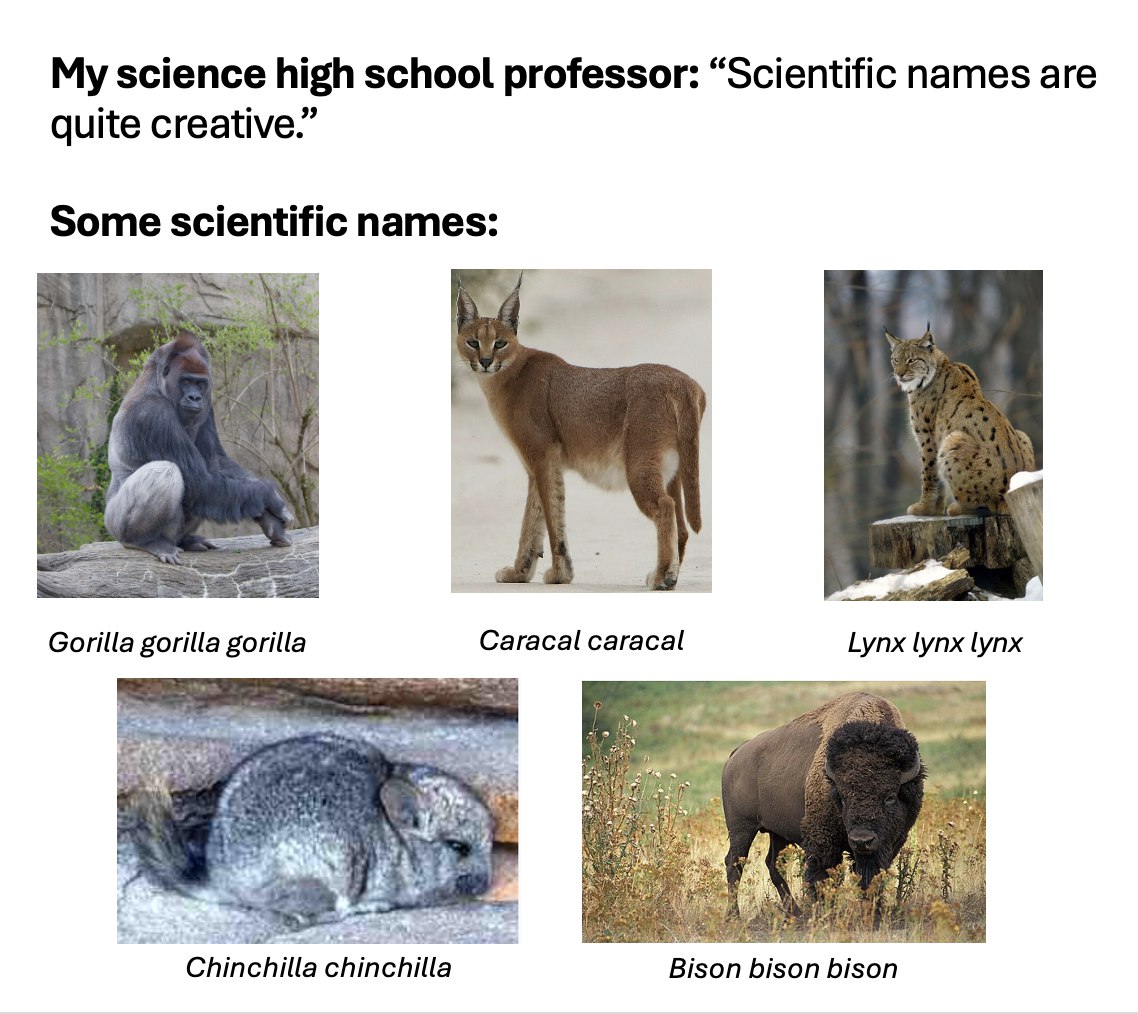 My science high school professor: “Scientific names are quite creative.” Some scientific names: Gorilla gorilla gorilla Caracal caracal Lynx упх if Chinchilla chinchilla Bison bison Bison