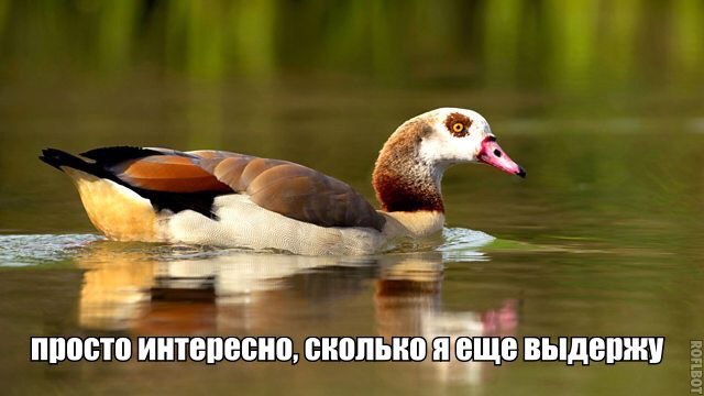 просто интересно, сколько выдержу