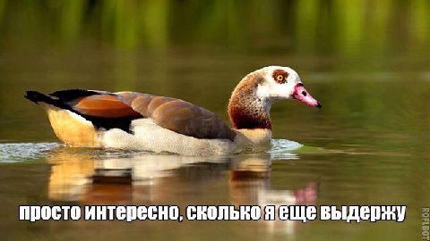 просто интересно, сколько выдержу