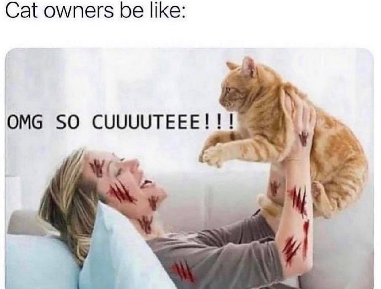 Cat owners be like: OMG SO CUUUUTEEE!!!