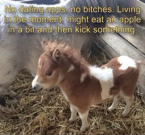 а no bitches. Living ГАЗА émight eat apple ina bit and ‘then kick