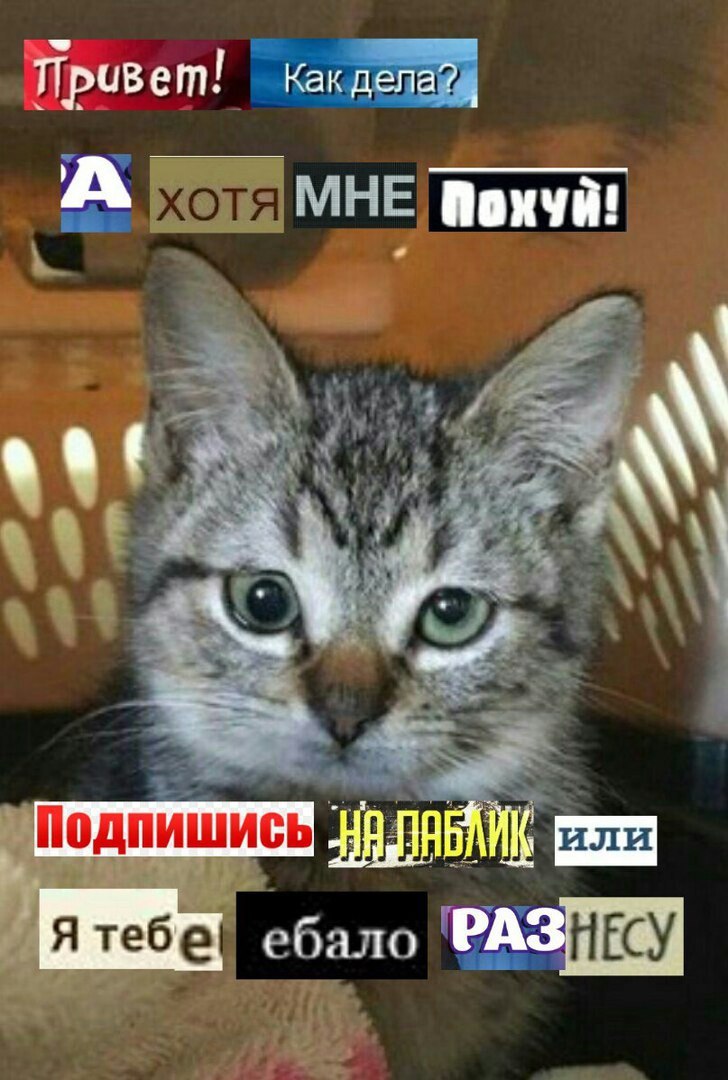 Привет! Как А МНЕ Roxya! или ебало