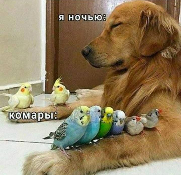 комары: