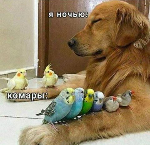 комары: