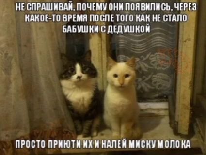 НЕСПРАШИВАЯ. ПОЧЕМУ ОНИ ПОЯВИЛИСЬ, ЧЕРЕЗ КАКОЕ-ТО ВРЕМЯ ПОСЛЕТОГО КАК НЕ СТАЛО БАБУШКИ С ДЕДУШКОЙ ПРОСТО ПРИЮТИ И МИСКУМ ОЛО