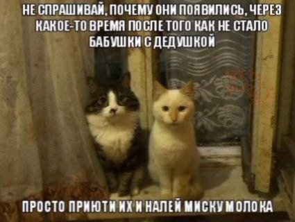 НЕСПРАШИВАЯ. ПОЧЕМУ ОНИ ПОЯВИЛИСЬ, ЧЕРЕЗ КАКОЕ-ТО ВРЕМЯ ПОСЛЕТОГО КАК НЕ СТАЛО БАБУШКИ С ДЕДУШКОЙ ПРОСТО ПРИЮТИ И МИСКУМ ОЛО