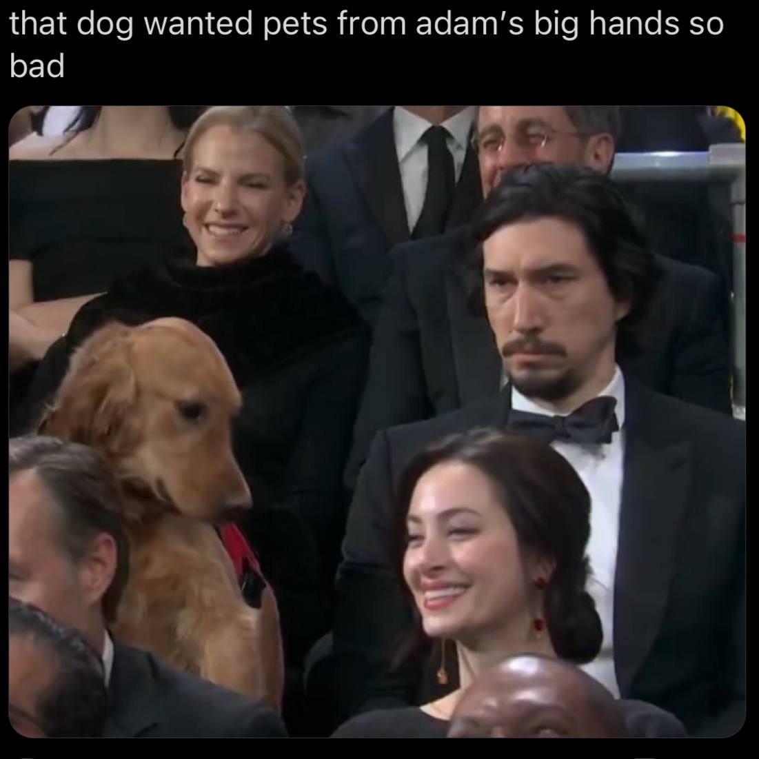 that dog wanted pets from big hands so bad
