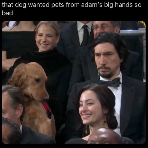 that dog wanted pets from big hands so bad