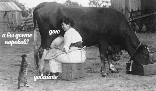 а goto авы goeme коровов?