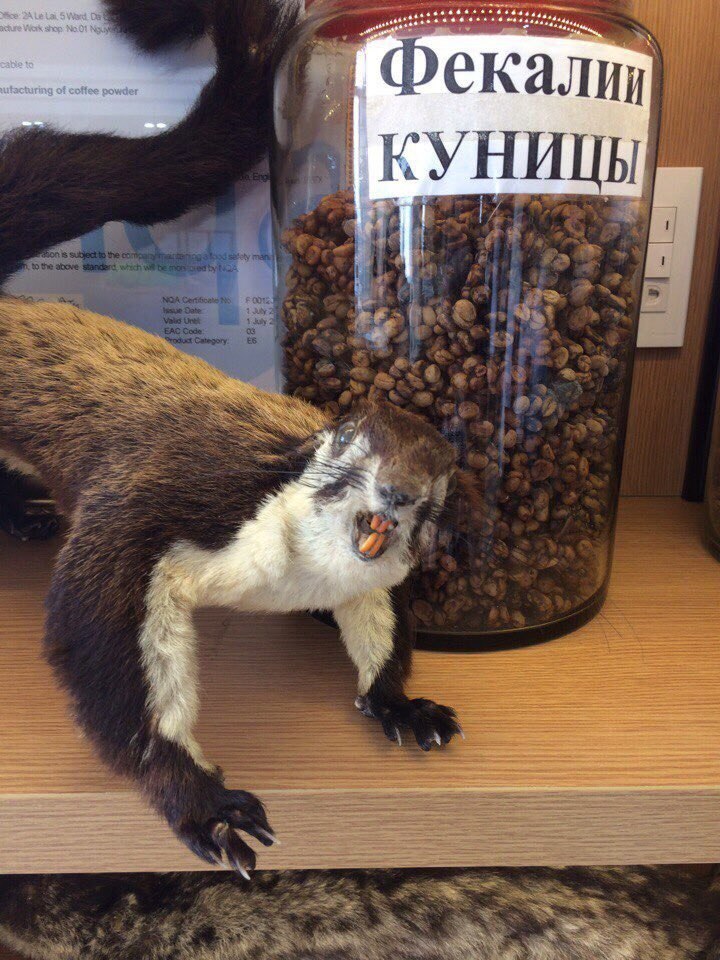 Werk shop №01 of coffee powder К tal if
