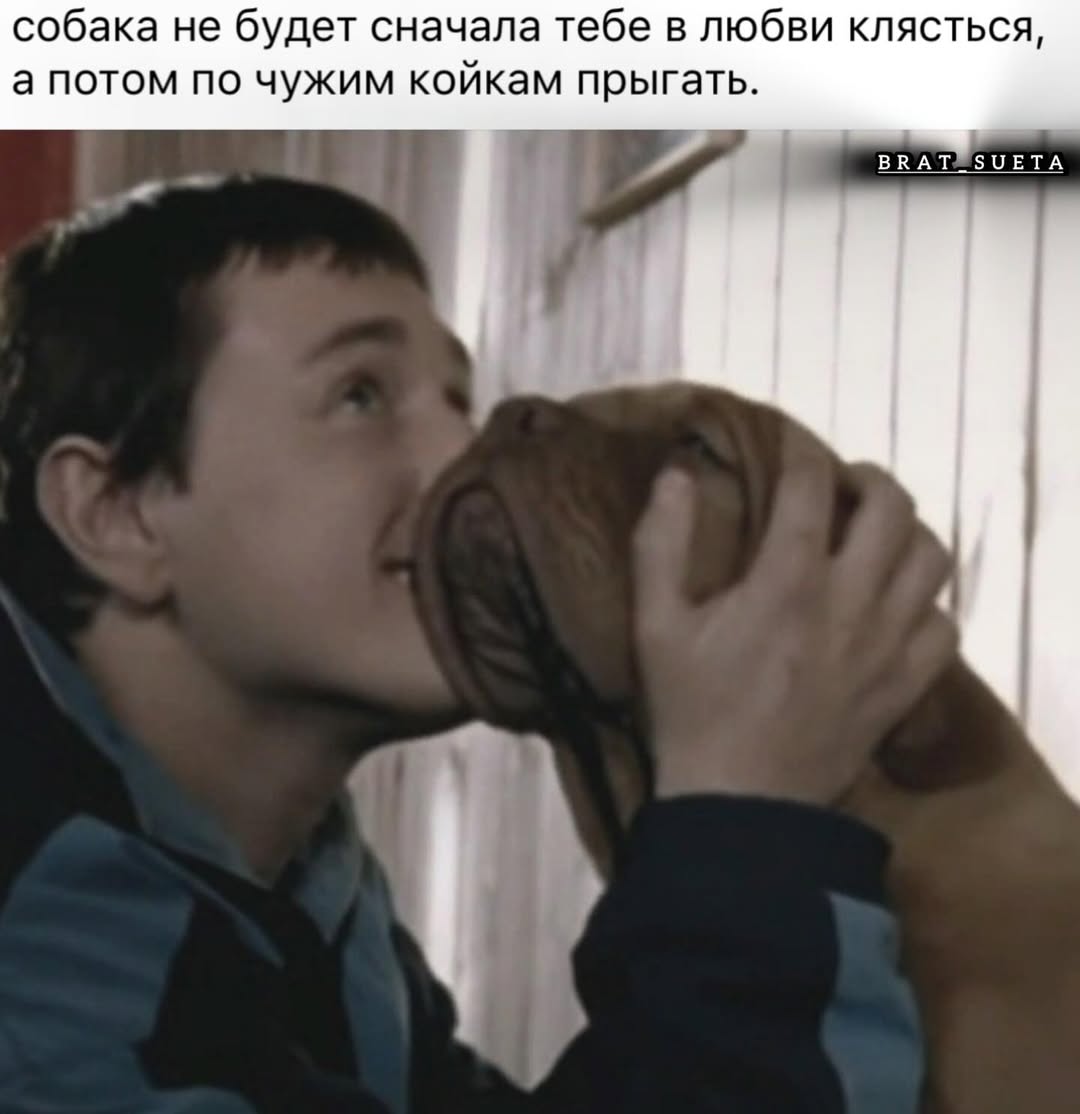 собака не будет сначала тебе в любви клясться а потом по чужим коикам прыгать ЗОЕТА