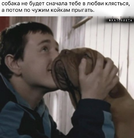 собака не будет сначала тебе в любви клясться а потом по чужим коикам прыгать ЗОЕТА