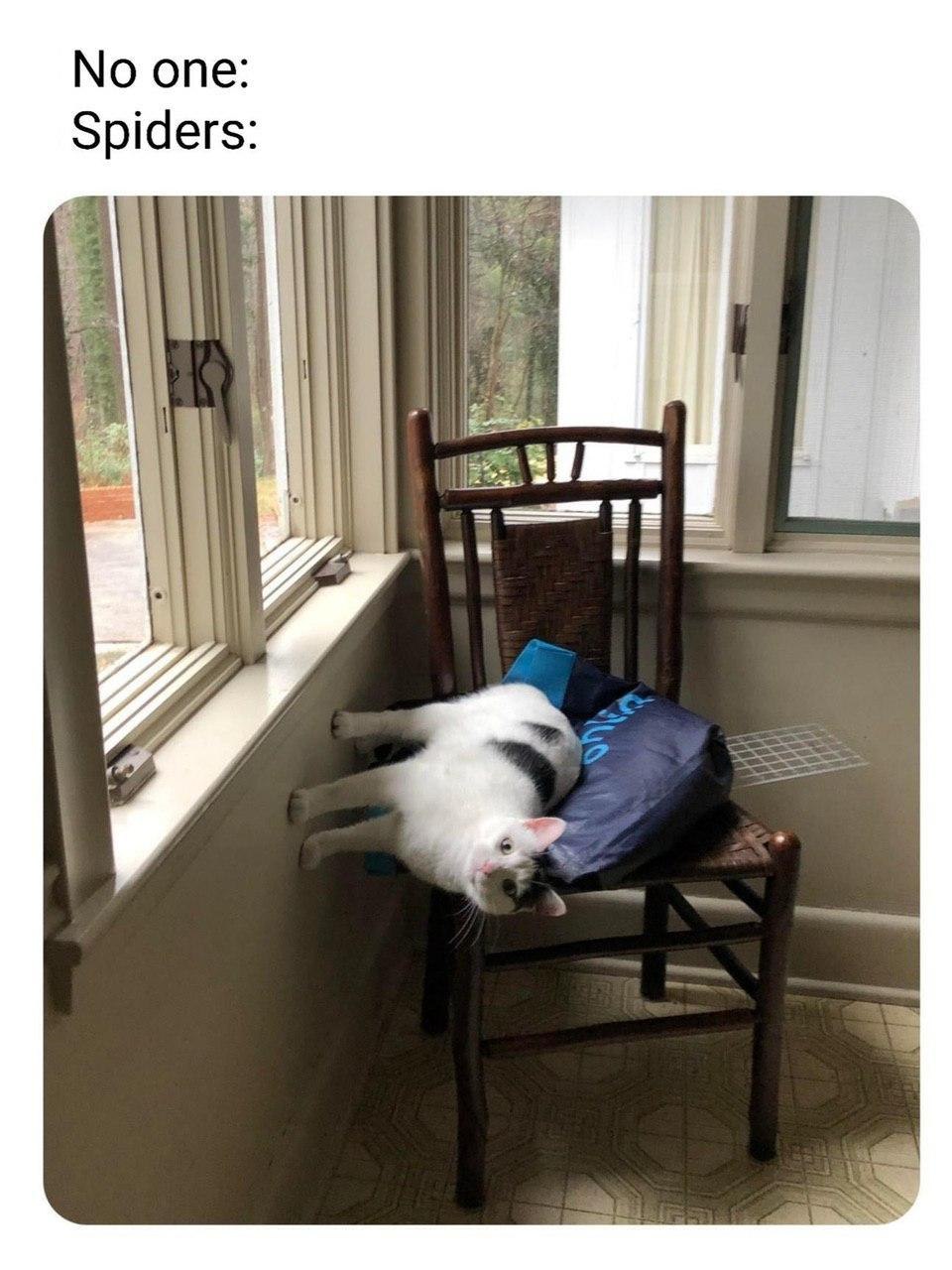 No one: Spiders: i