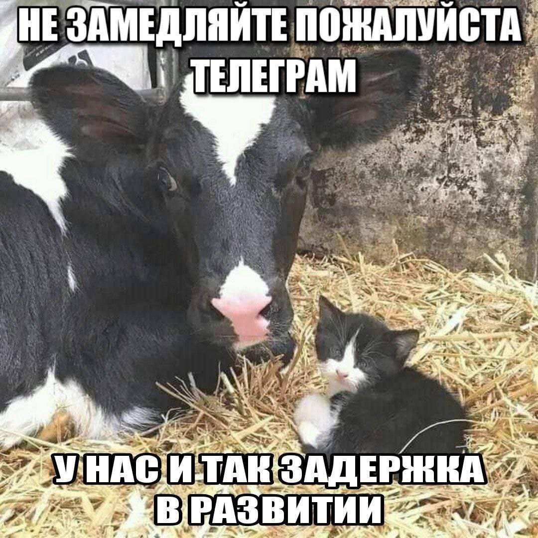 ЗАМЕДЛЯИТЕ ПОЖАЛУЙСТА. 2 Saf) ВИТИИ “i