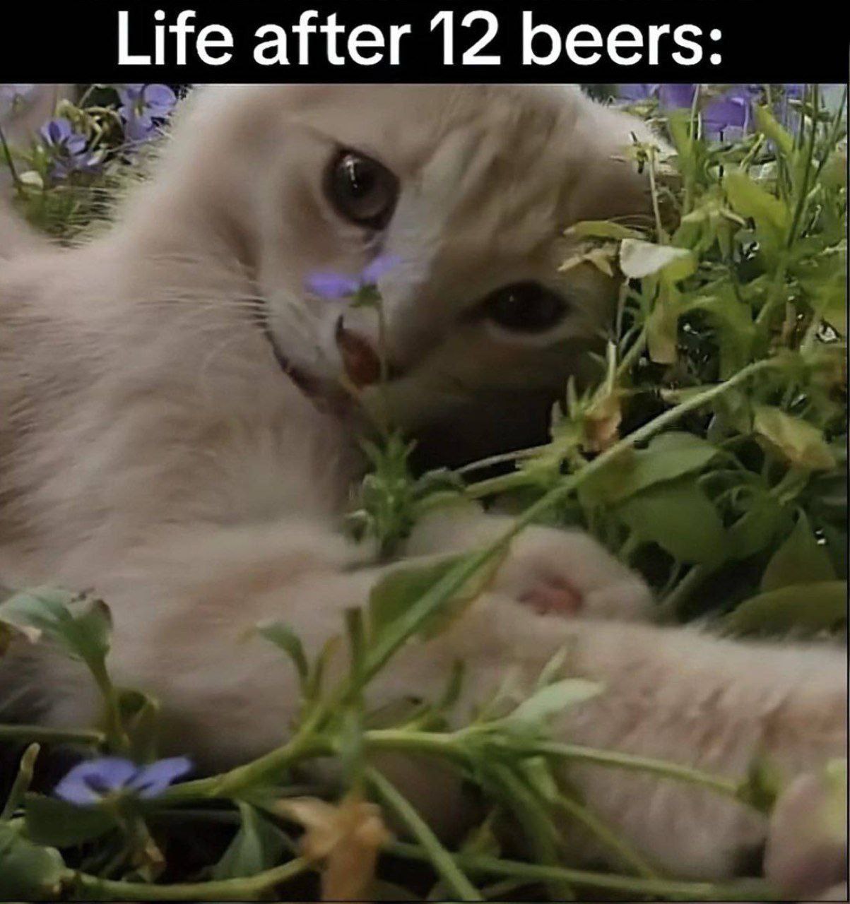 Life after 12 beers: