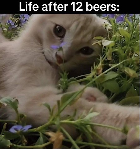 Life after 12 beers: