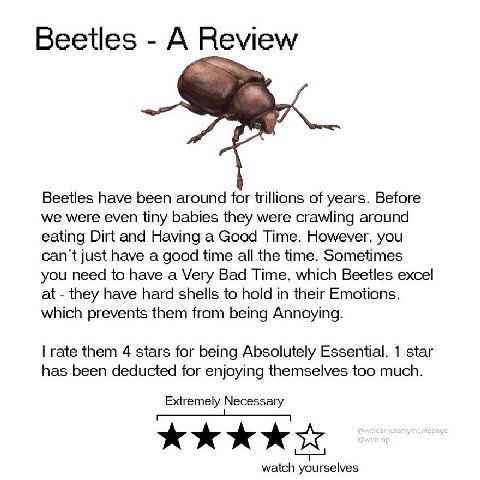 Beetles А Review Beetles have been around for trillions of years. Before we were even tiny babies they were crawling around eating Dirt and Having a Good Time. However, you can't just have a good time
