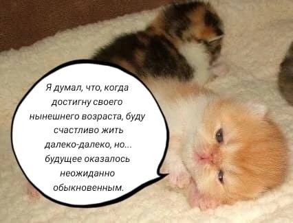 Я думал, что, когда достигну своего нынешнего возраста, буду счастливо жить далеко-далеко, но... будущее оказалось неожиданно обыкновенным