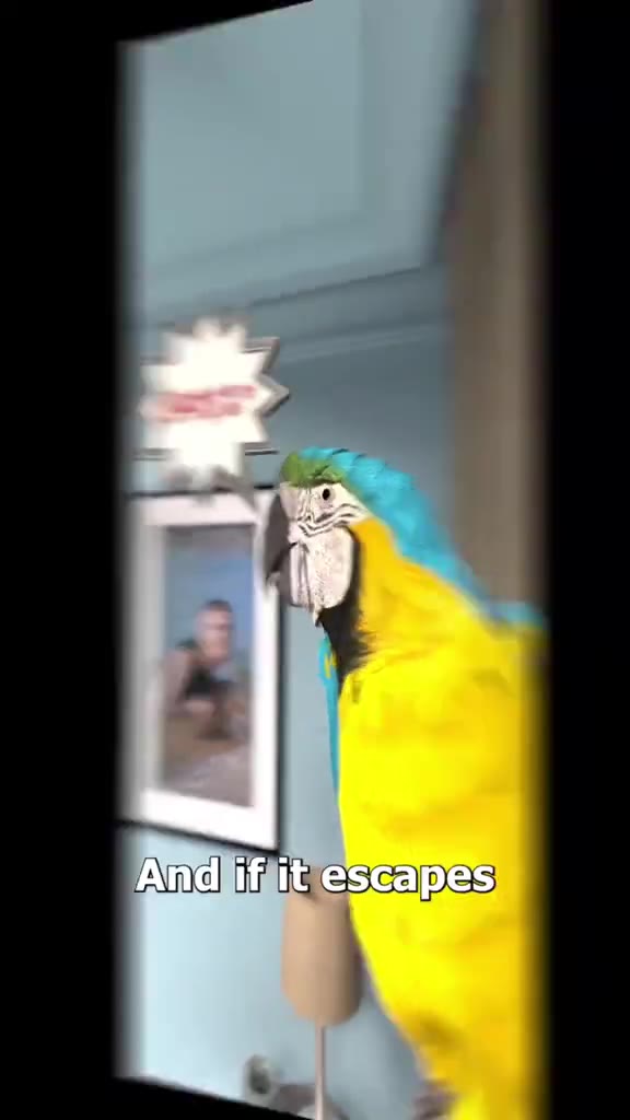 Andliffit escapes