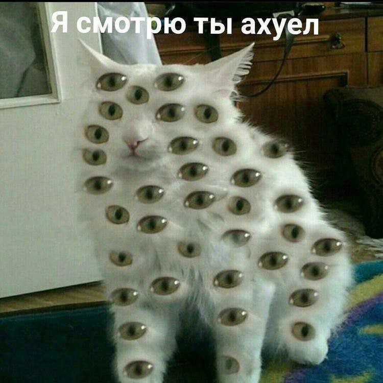A смотрю ты ахуел ony i 4