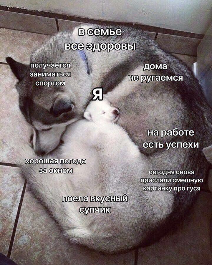 втсемье BCe.3 ВЫ получается ‚дома заниматься He pyraemca спортом $a на работе есть успехи хорошая за окном сегодня снова прислали смешную картинку про гуся поела.вкусный супчик