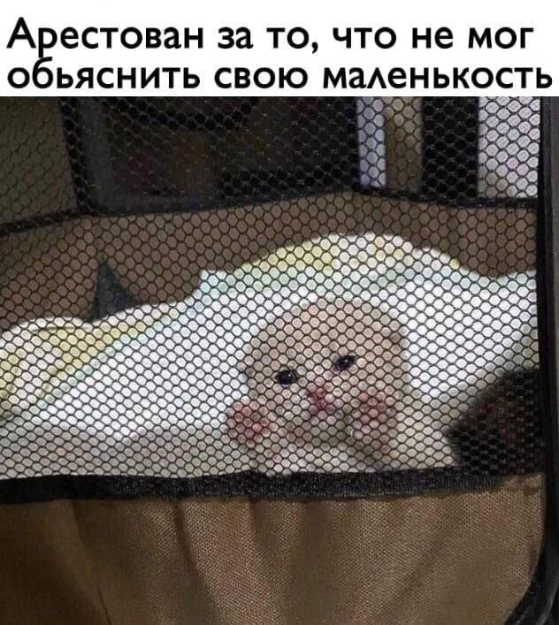Арестован за то, что не мог О bACHUTb СВОЮ маленькость 525 о 2 Pete “Oak 2