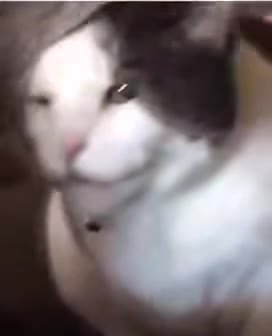 мем
