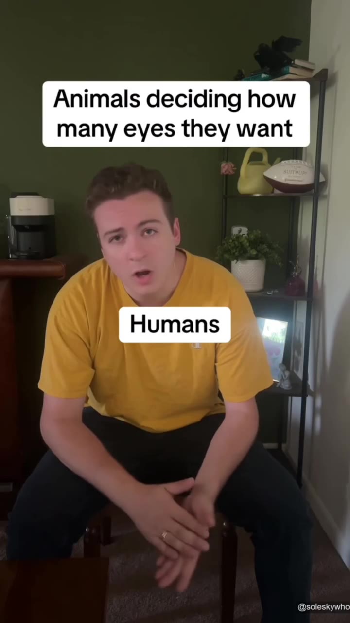 Animals deciding how