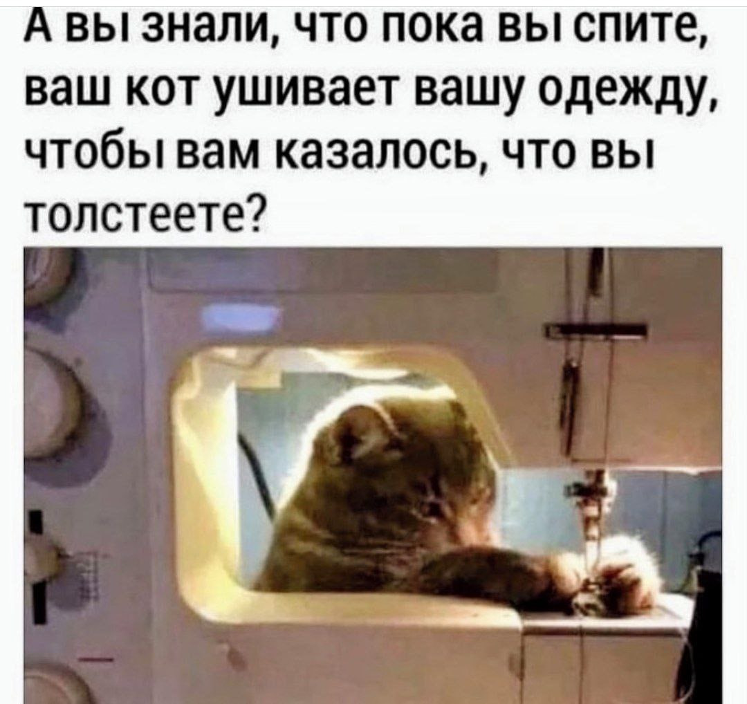 А вы знали, что пока вы спите, ваш кот ушивает вашу одежду, чтобы вам казалось, что вы толстеете?