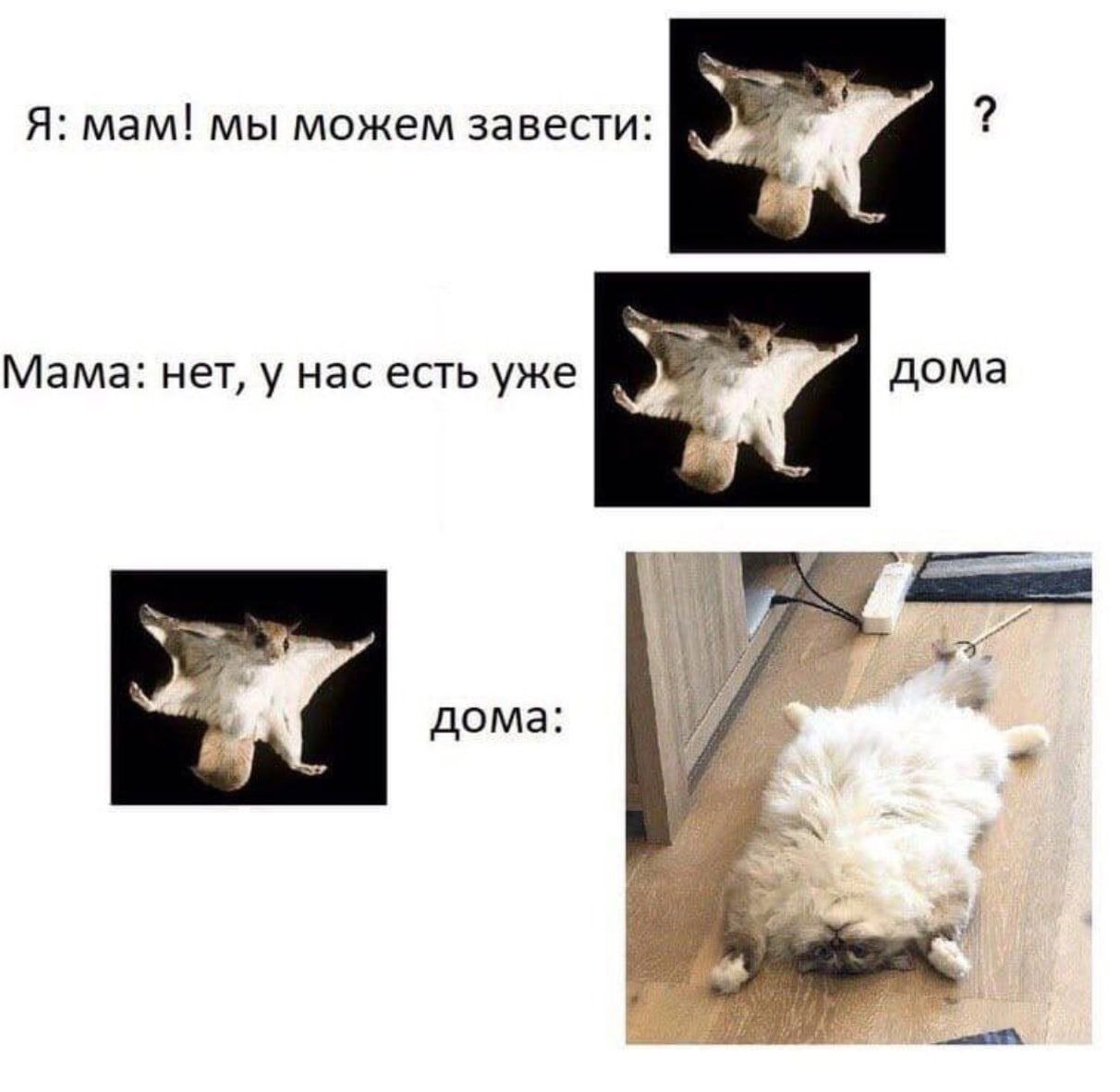 Я: мам! мы можем завести: Мама: нет, у нас есть уже дома дома: of