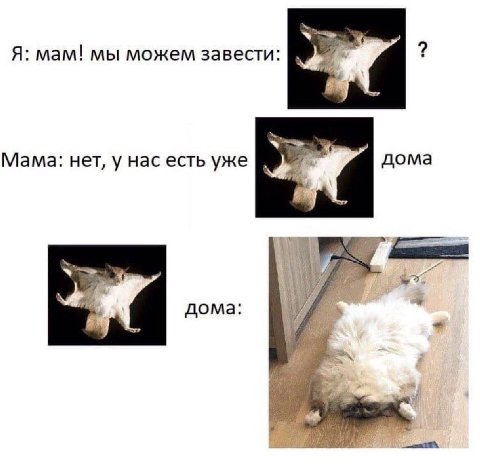 Я: мам! мы можем завести: Мама: нет, у нас есть уже дома дома: of