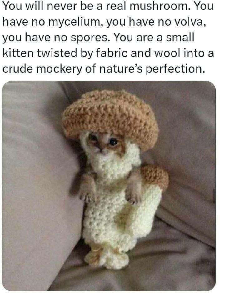 You will never be a real mushroom. You have no mycelium, you have no volva, you have no spores. You are a small kitten twisted fabric and wool into a crude mockery of nature’s perfection.