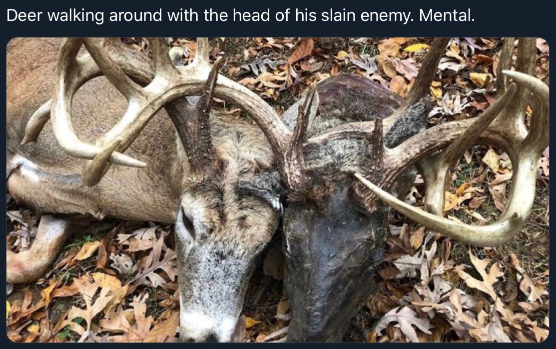 Deer walking around with the head of his slain enemy. Mental. at a ‘a 2 4 5 3 4 зав у ‘и