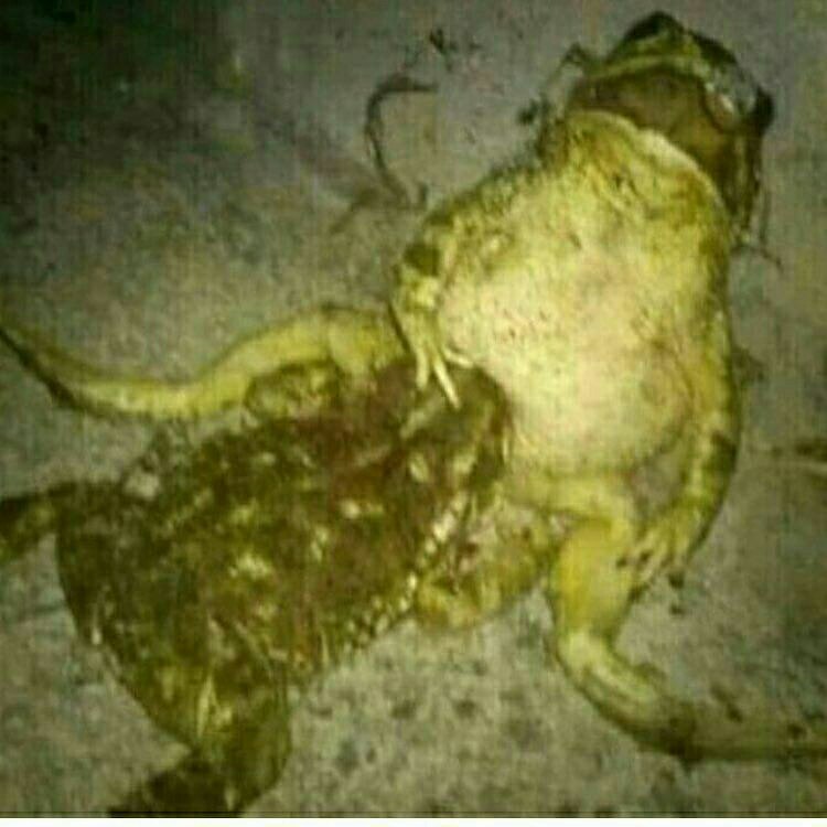 IN а