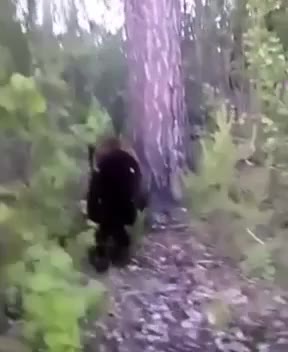 1. Подкрадываешься к медведю.
2. Пинаешь его.