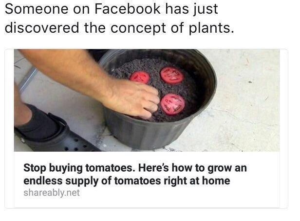 Someone Facebook has just discovered the concept of plants Stop buying tomatoes. Here’s how to grow endless supply of tomatoes right at home shareably.net
