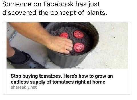 Someone Facebook has just discovered the concept of plants Stop buying tomatoes. Here’s how to grow endless supply of tomatoes right at home shareably.net