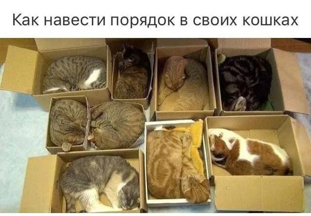Как навести порядок в своих кошках