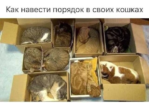 Как навести порядок в своих кошках
