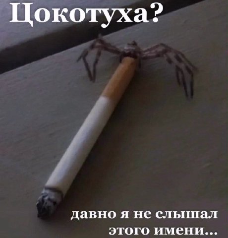 Цокотуха? давно я не слышал этого имени...