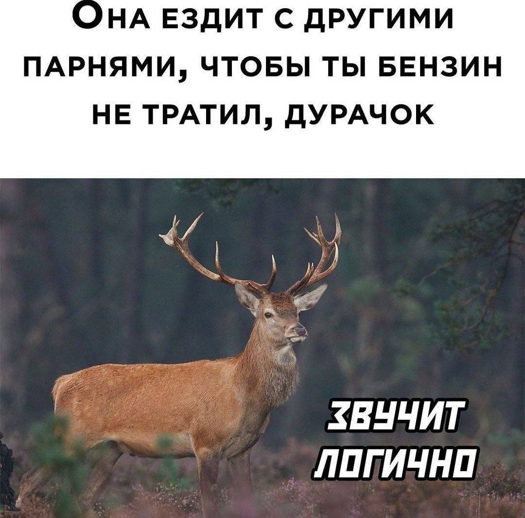 НА ЕЗДИТ С ДРУГИМИ ПАРНЯМИ, ЧТОБЫ ТЫ БЕНЗИН НЕ ТРАТИЛ, ДУРАЧОК «7 ЗВУЧИТ ЛОГИЧНО