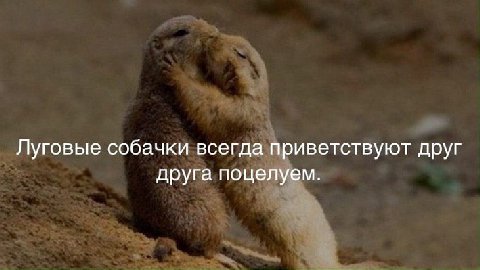 Мне плевать на твое лове.
Мне плевать на дома и тачки.
Я хочу, чтобы ты смотрел.
На мой стиль собачки.