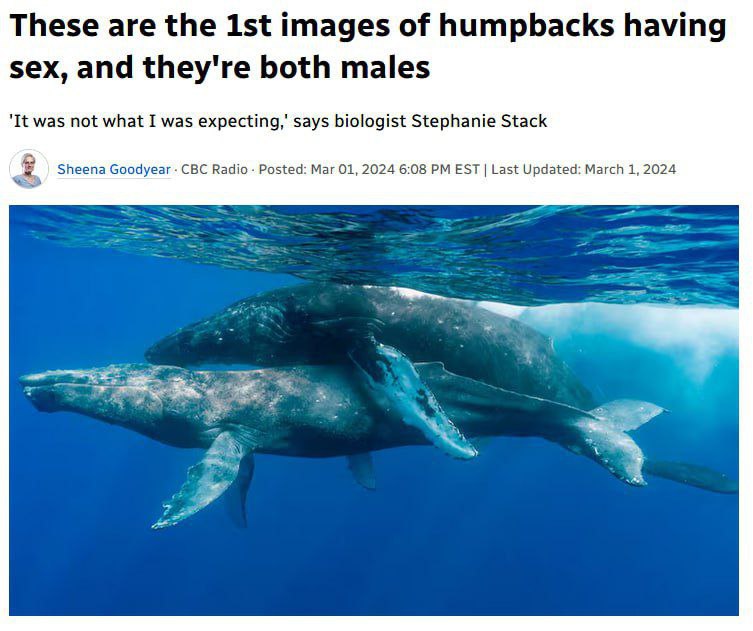 These are the images of humpbacks having sex, and they're both males It was not what I was says biologist Stephanie Stack Sheena Goodyear CBC Radio Posted: Маг 01, 2024 6:08 EST Last Updated: March 1,