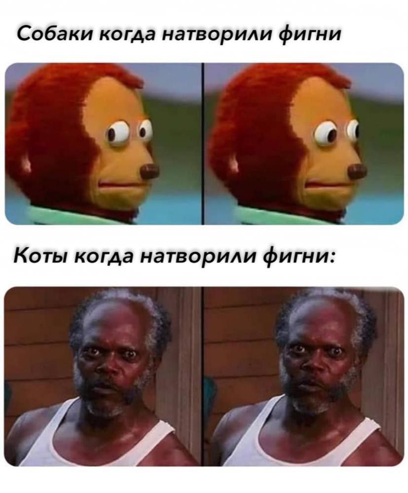 Собаки когда натворили фигни Коты когда натворили фигни: