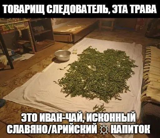 ЭТА ТРАВА ТОВАРИЩ СЛЕДОВАТЕЛЬ, И ЭТО ИВАН-ЧАЙ, ИСКОННЫЙ СЛАВЯНО/АРИЙСКИЙ НАПИТОК